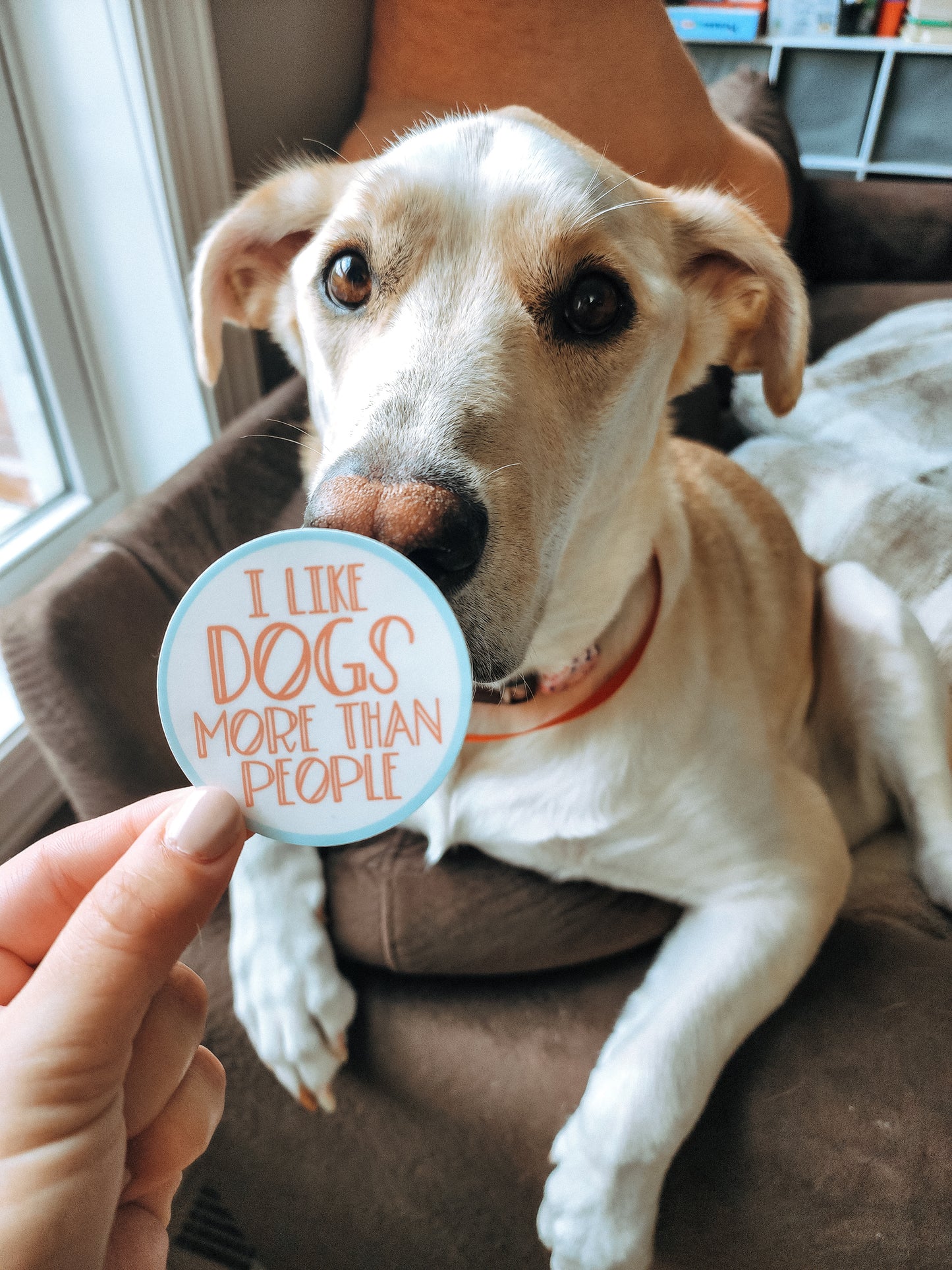 'I like dogs more than people' sticker